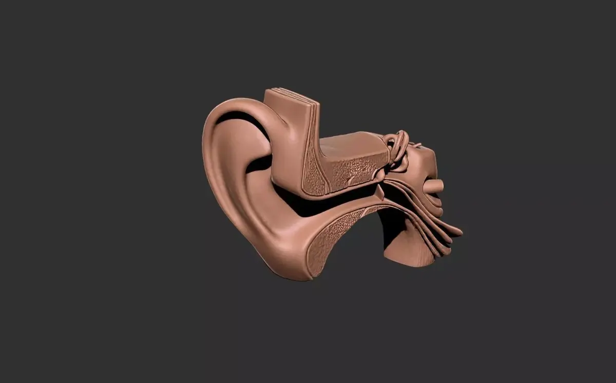 ear human anatomy organ 3D print model