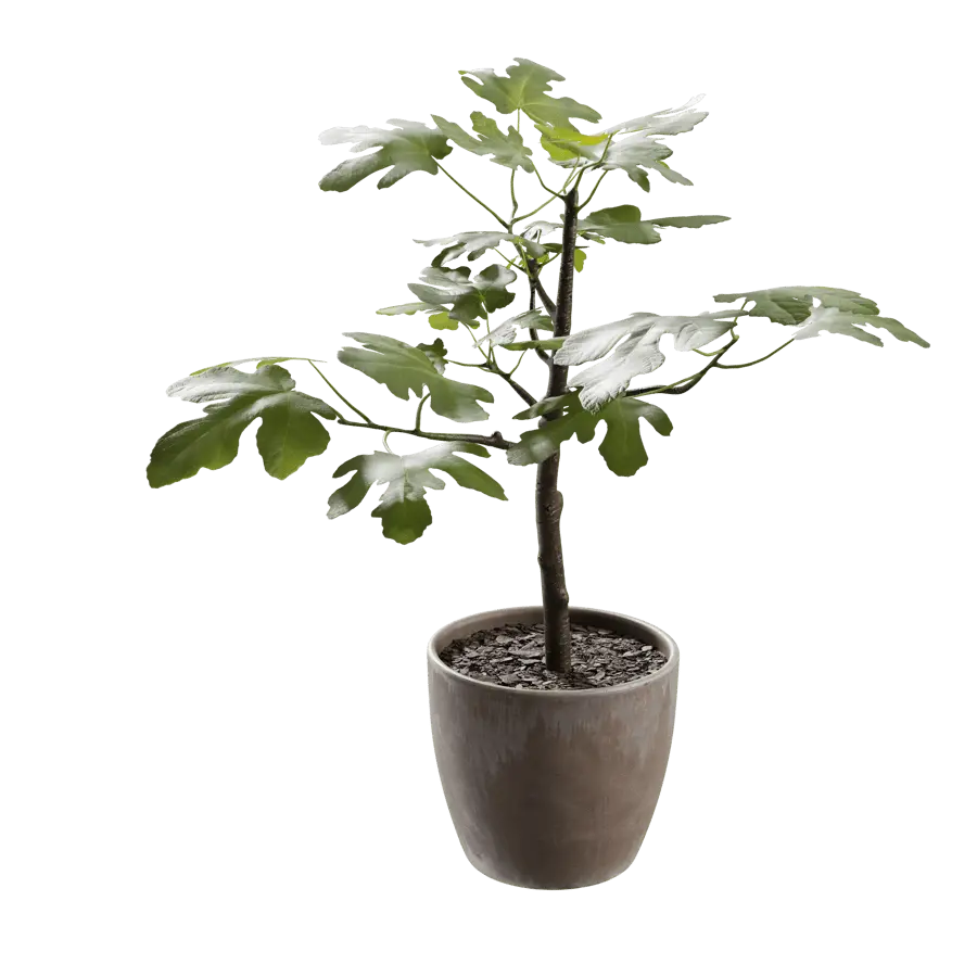  Medium Potted Fig Plant Model  buy