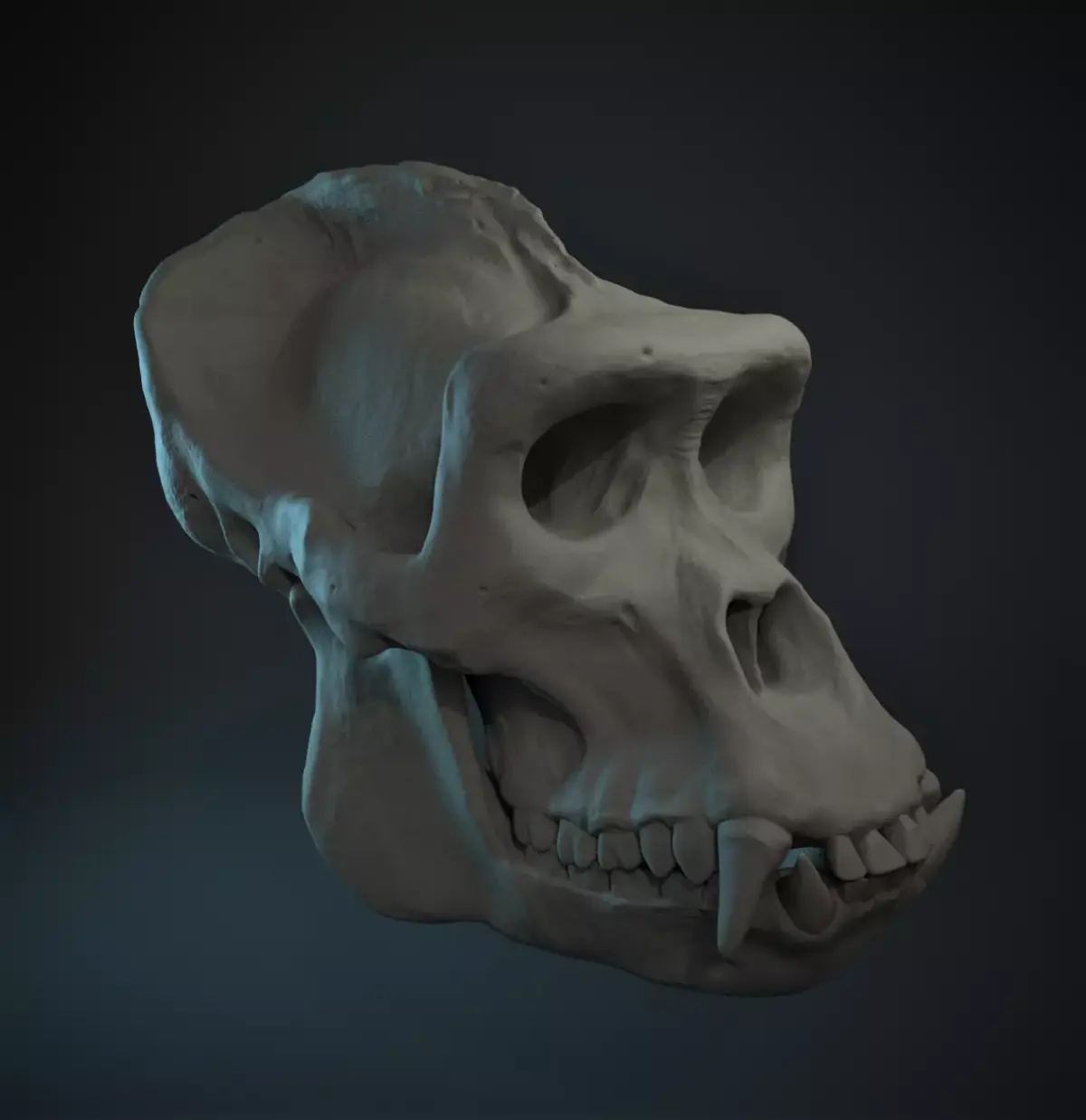Western Lowland Gorilla Skull for 3D Print 3D model