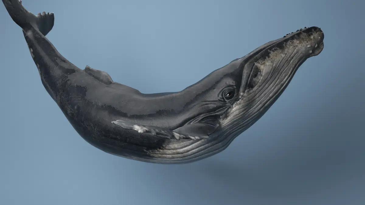 humpback whale rigged 3D model