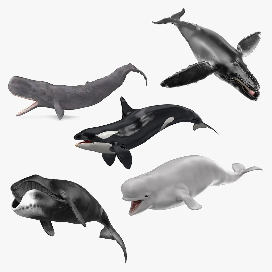 Whales Collection 3 3D model