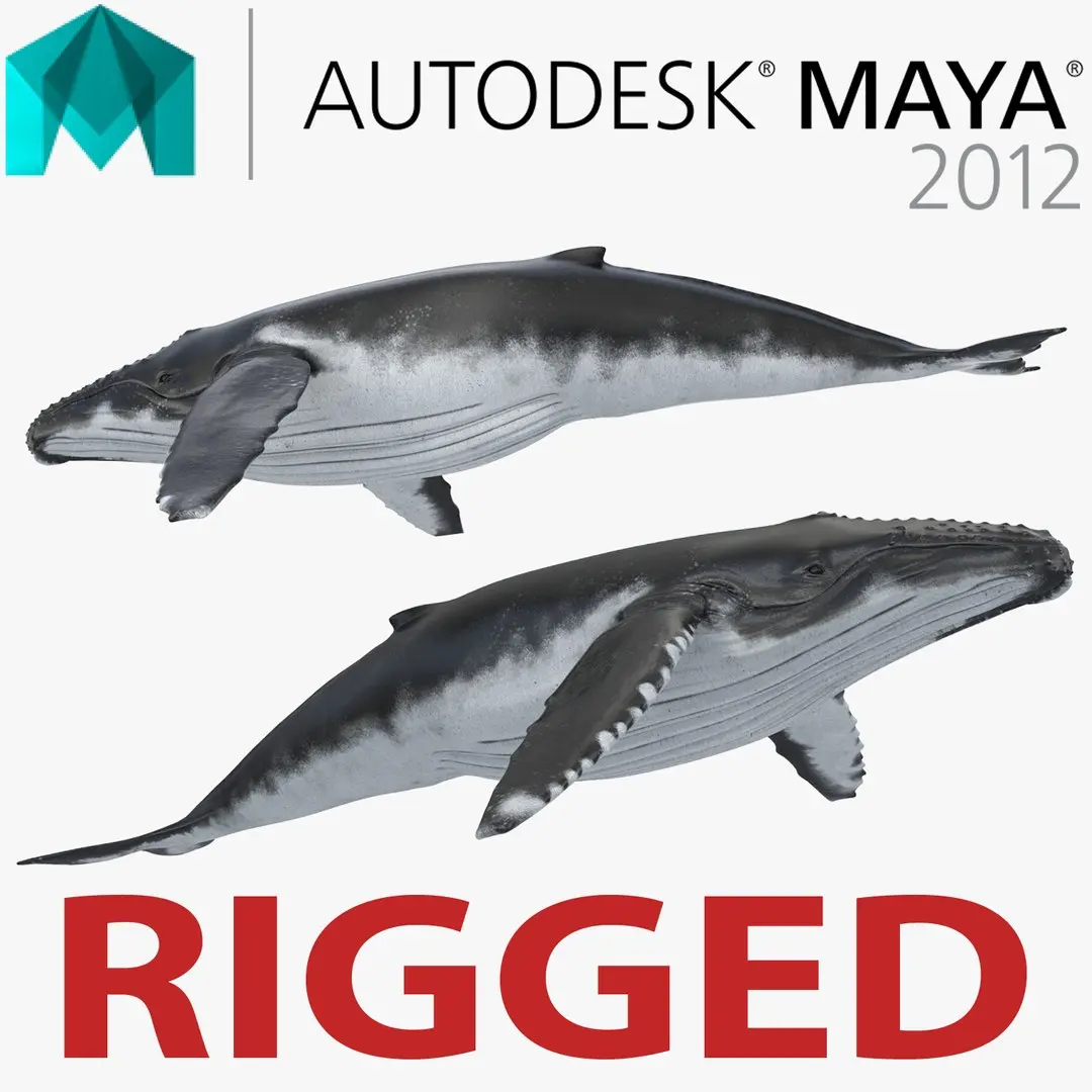 Humpback Whale Rigged for Maya 3D model