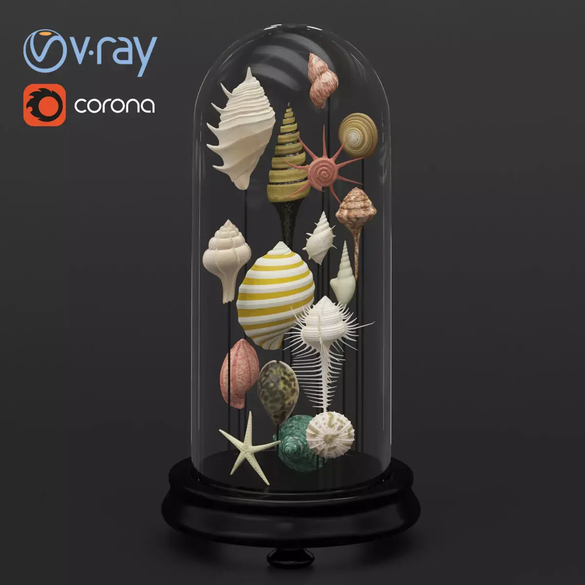 Seashell Decorative 3D model