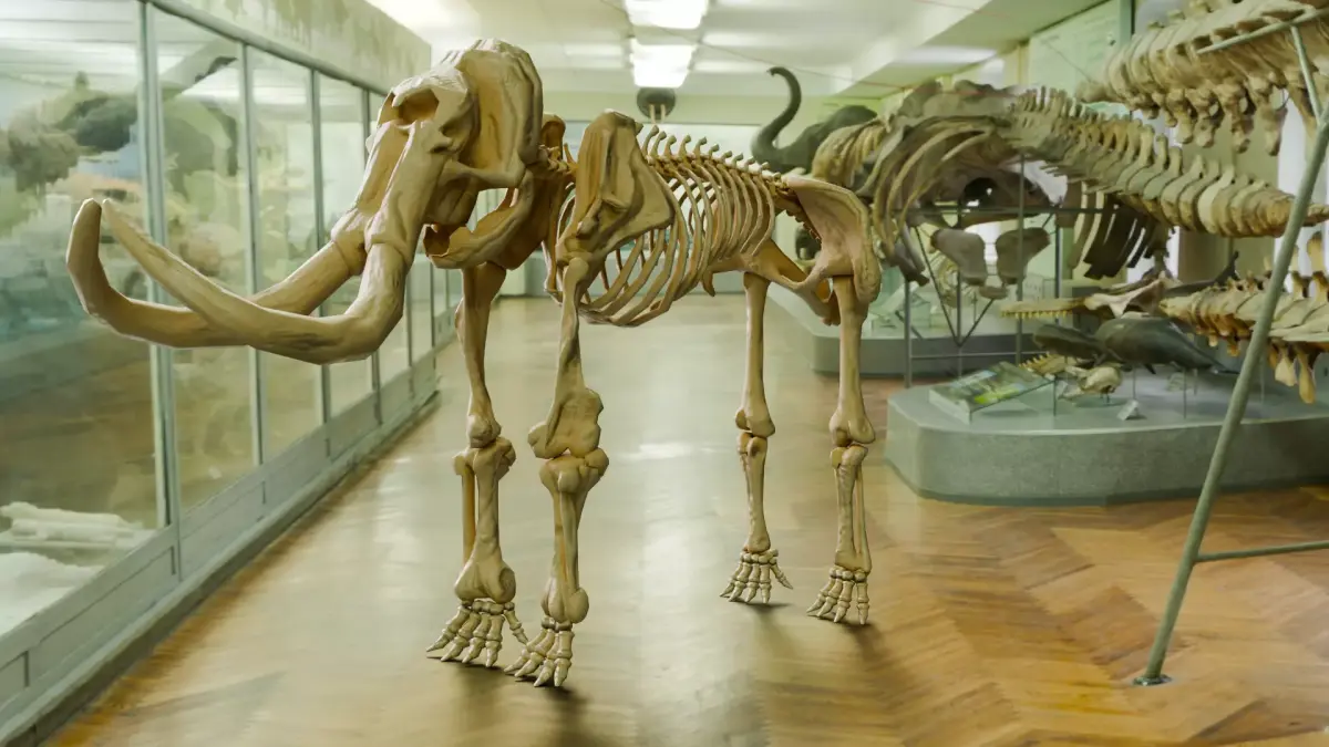 Realistic Mammals Fossil - Mammoth Low-poly 3D model