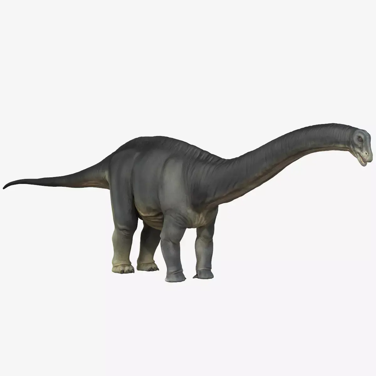 Apatosaurus dinosaur Low-poly 3D model purchase