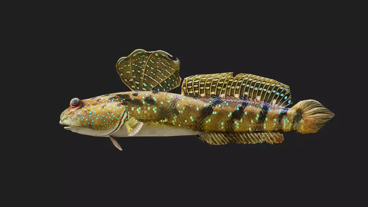 Mudskipper Low-poly 3D model