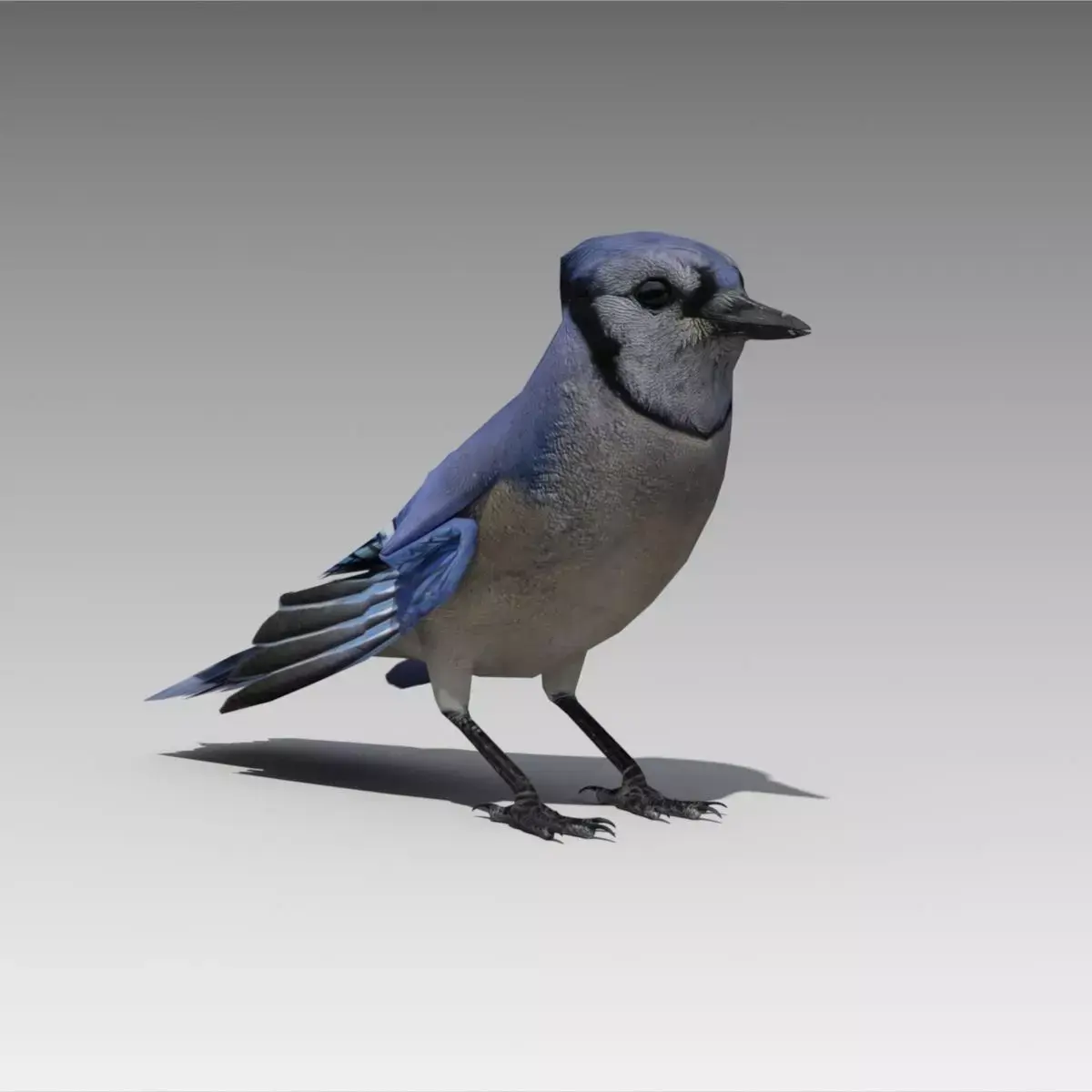 Blue Jay Animated Low-poly 3D model