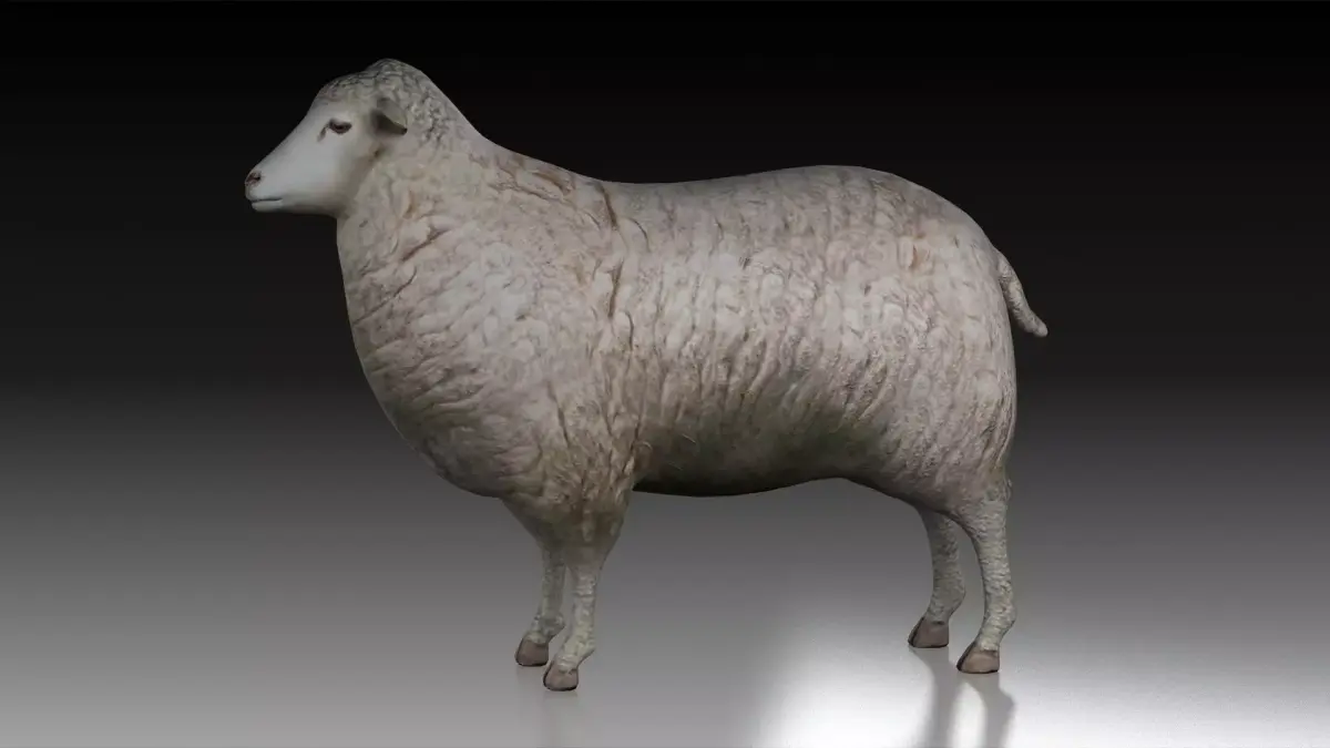 sheep ram ewe lamp wool fur farm livestock domesticated merino  3D model