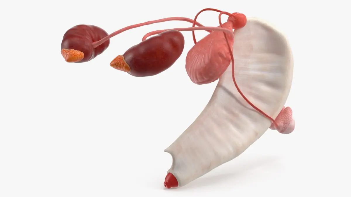 Dog Male Urogenital Organs with Kidneys and Testes 3D model
