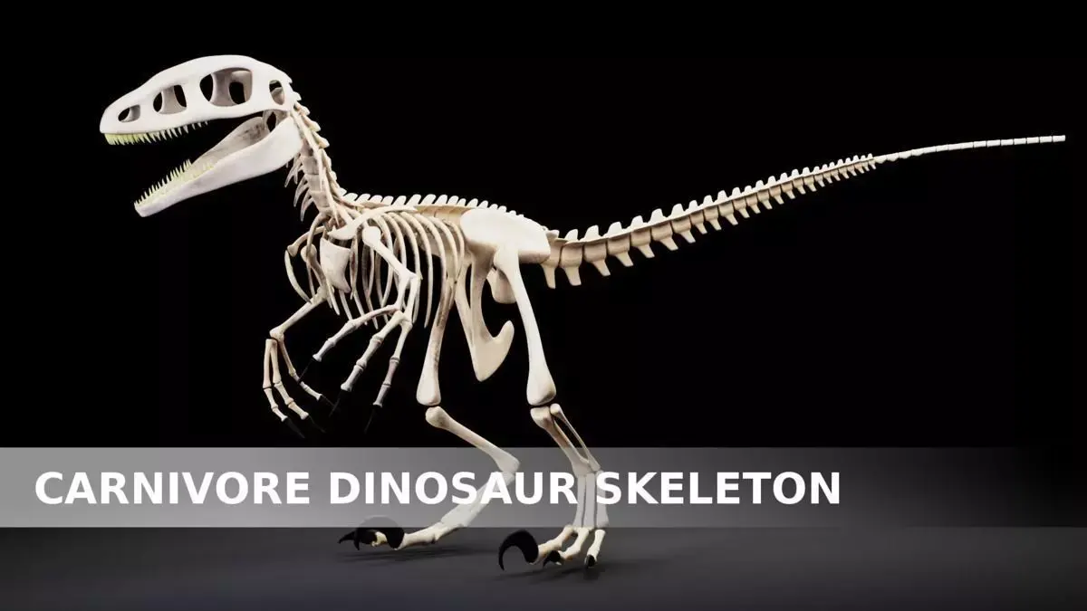 Carnivore Dinosaur Skeleton Low-poly 3D model