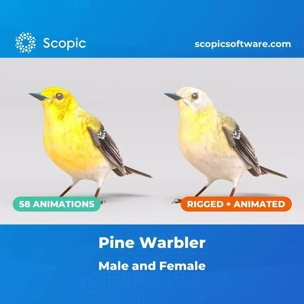3D Bird Pack Pine Warbler Male and Female Low-poly 3D model Low-poly 3D model