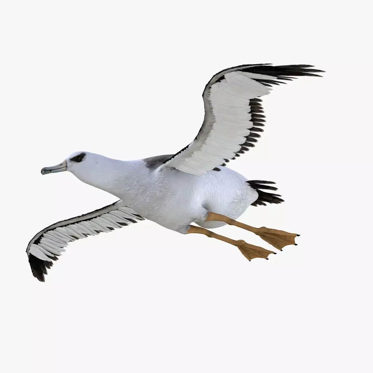 Albatross bird 3d model Low-poly 3D model