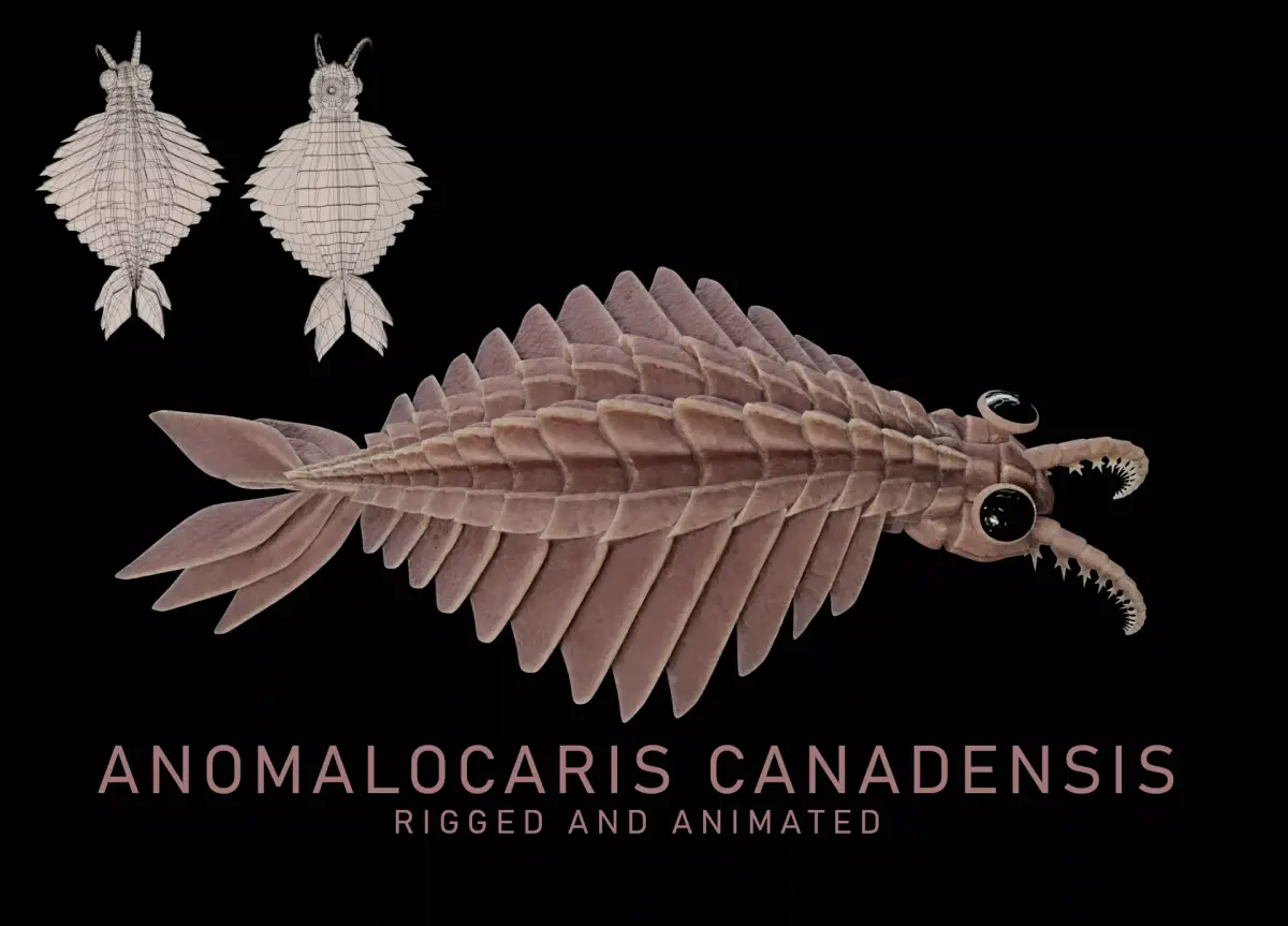 Anomalocaris Canadensis Low-poly 3D model