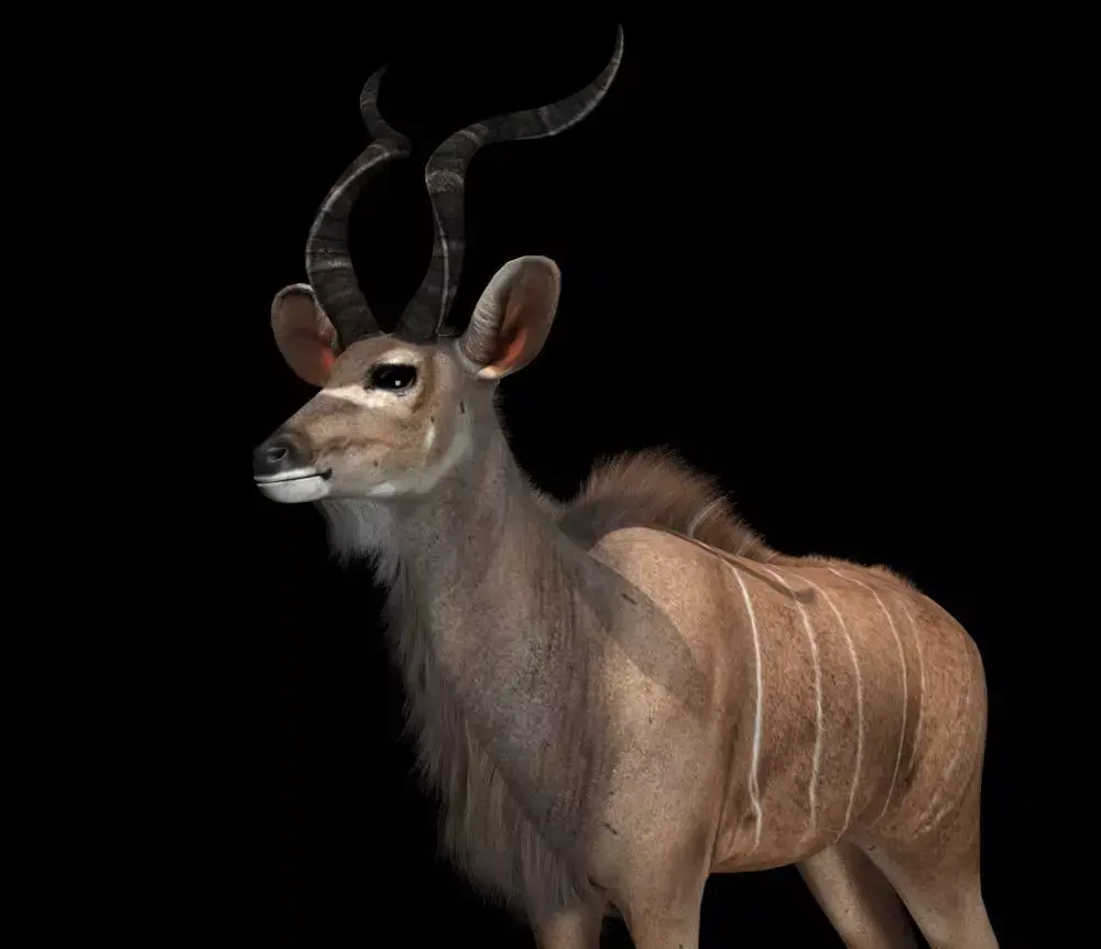 Deer 3d model african antelope 3D model