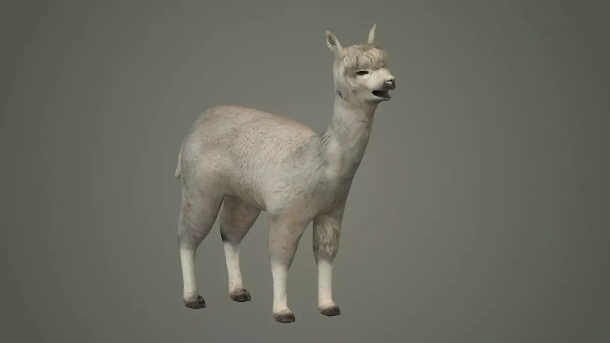 alpaca llama lama wildlife wool fur animals mammal 3D model