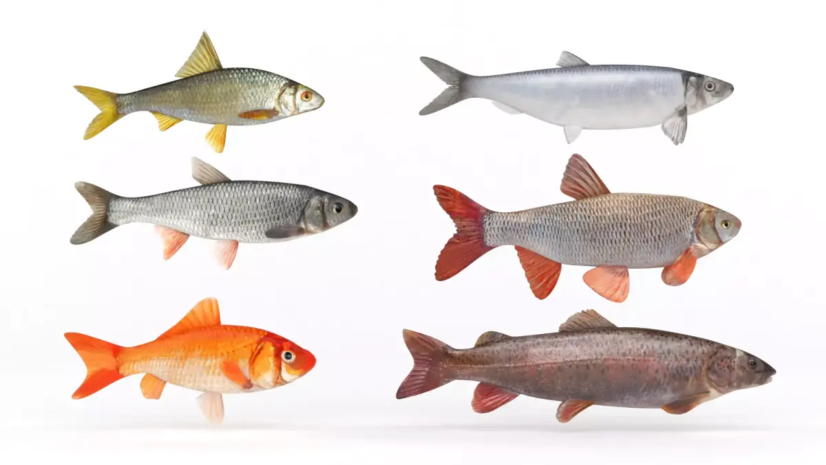 Fish Collection 3D model buy