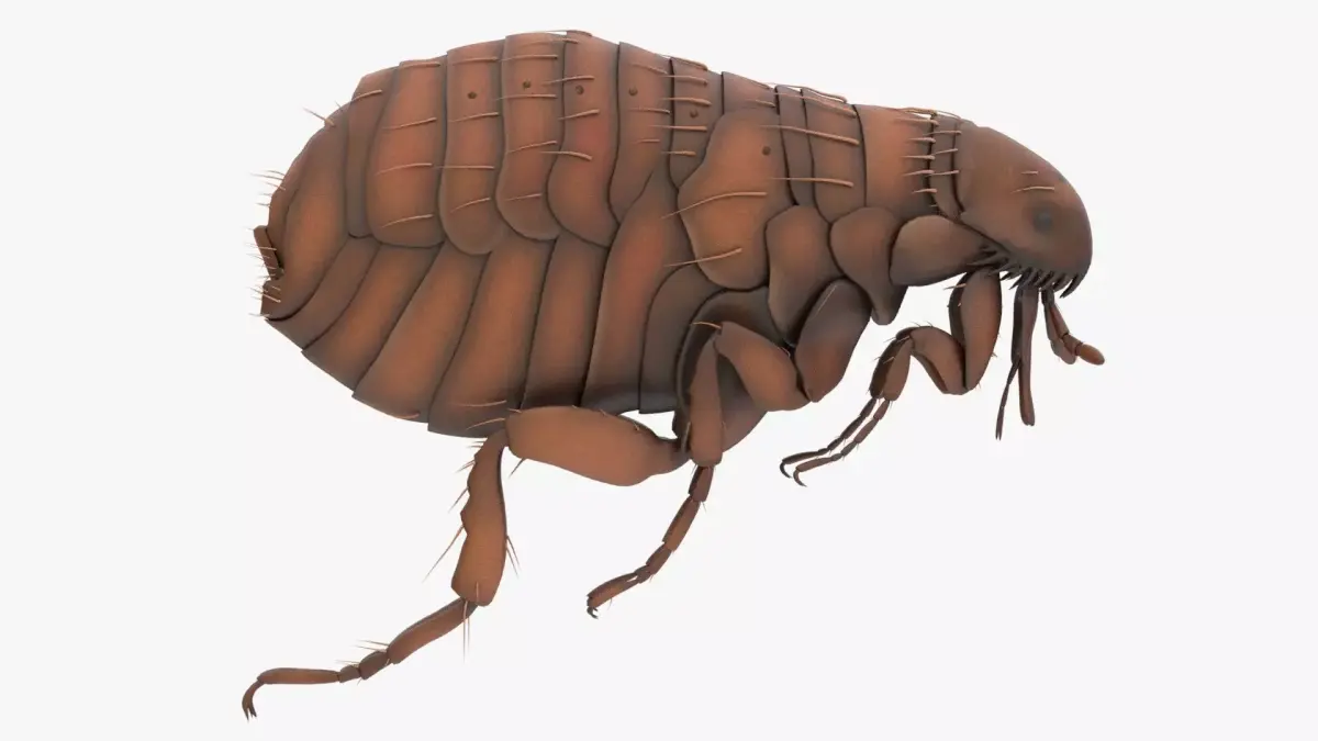 Realistic Flea Low-poly 3D model