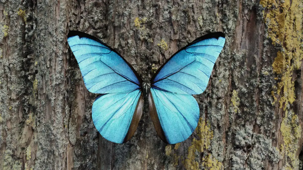 Blue Morpho Butterfly Low-poly 3D model purchase