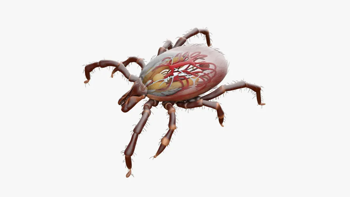 Tick Anatomy Static 3D model