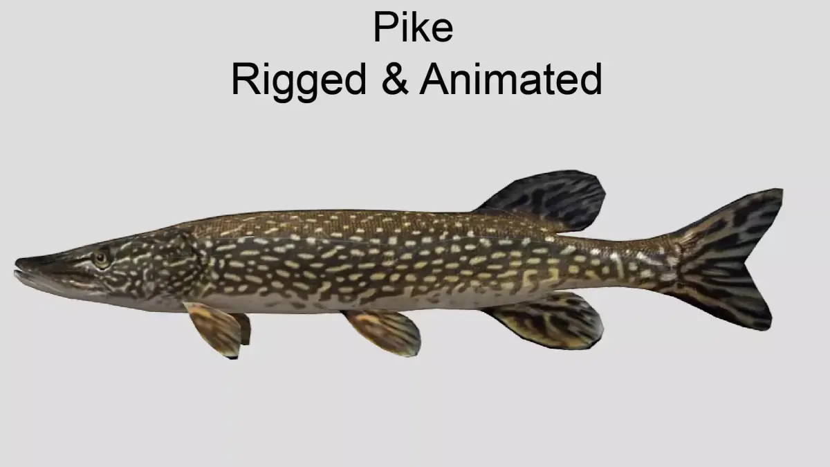 Pike Realistic Animated Low-poly 3D model