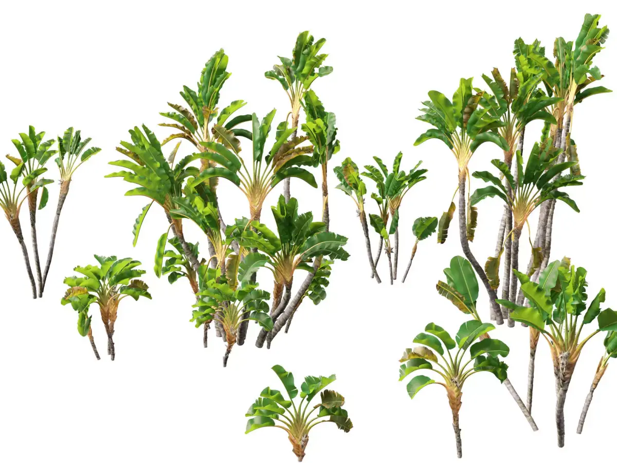 Strelitzia nicolai - Natal wild banana Tree 02  3D model