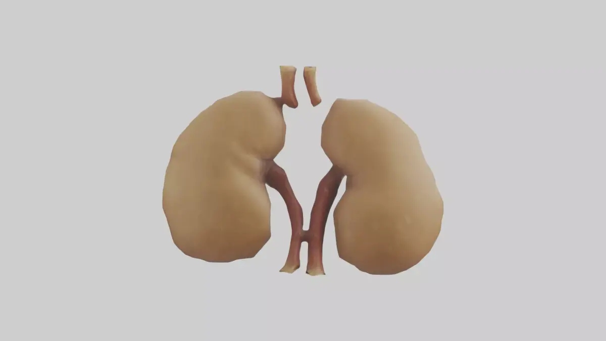 Camel Kidneys Low-poly 3D model