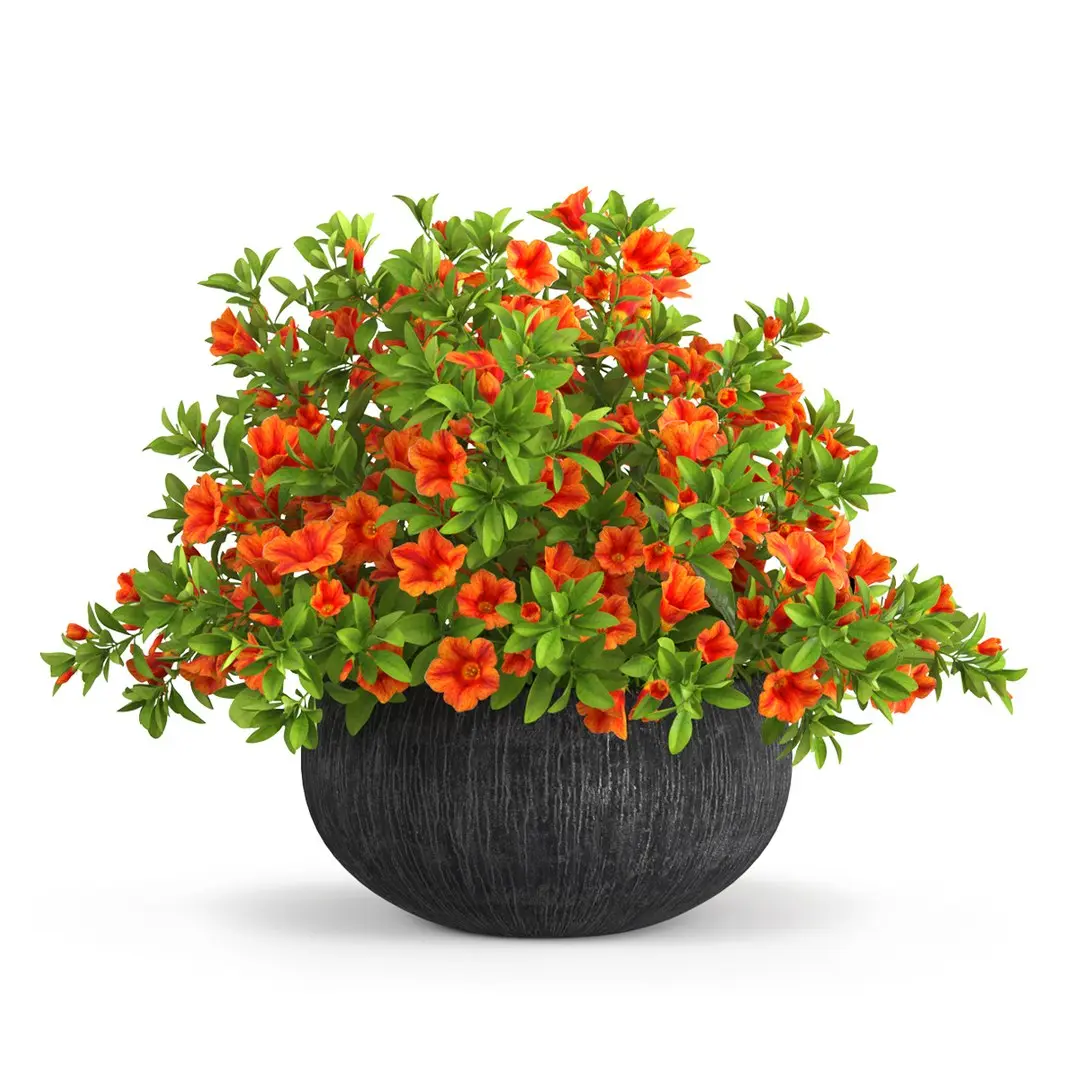 Petunia Flower Pot with Soil Orange 3D model