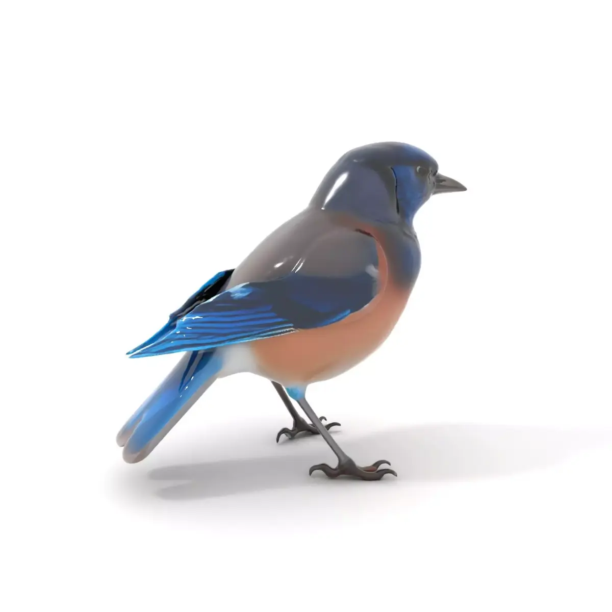 Azure Blue Jay model pack Low-poly 3D model