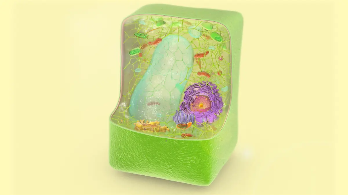 Plant Cell Structure 3D model