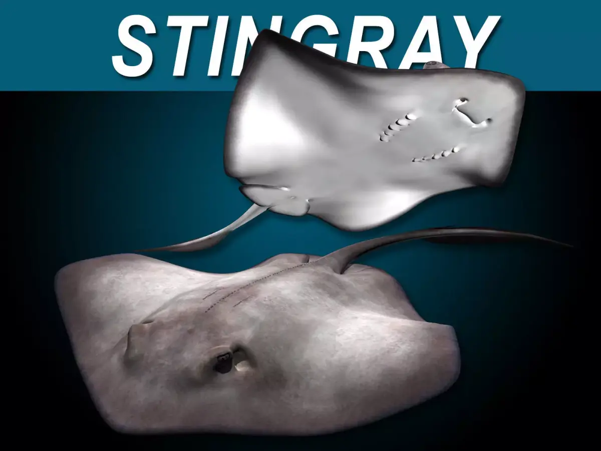 Stingray 3D model buy