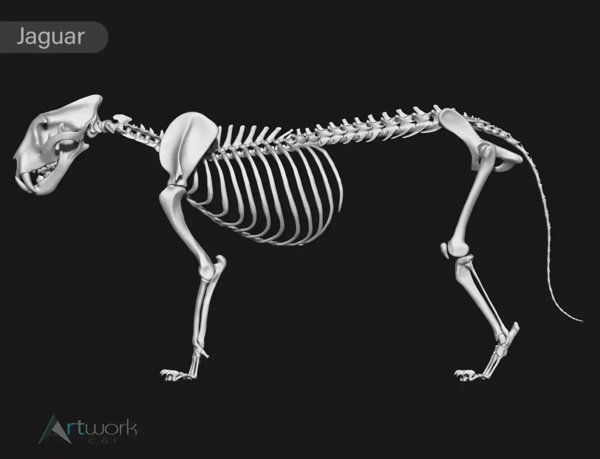 Jaguar skeleton 3D model