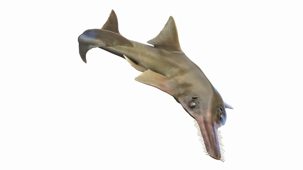 Sawfish Anmated 3D model