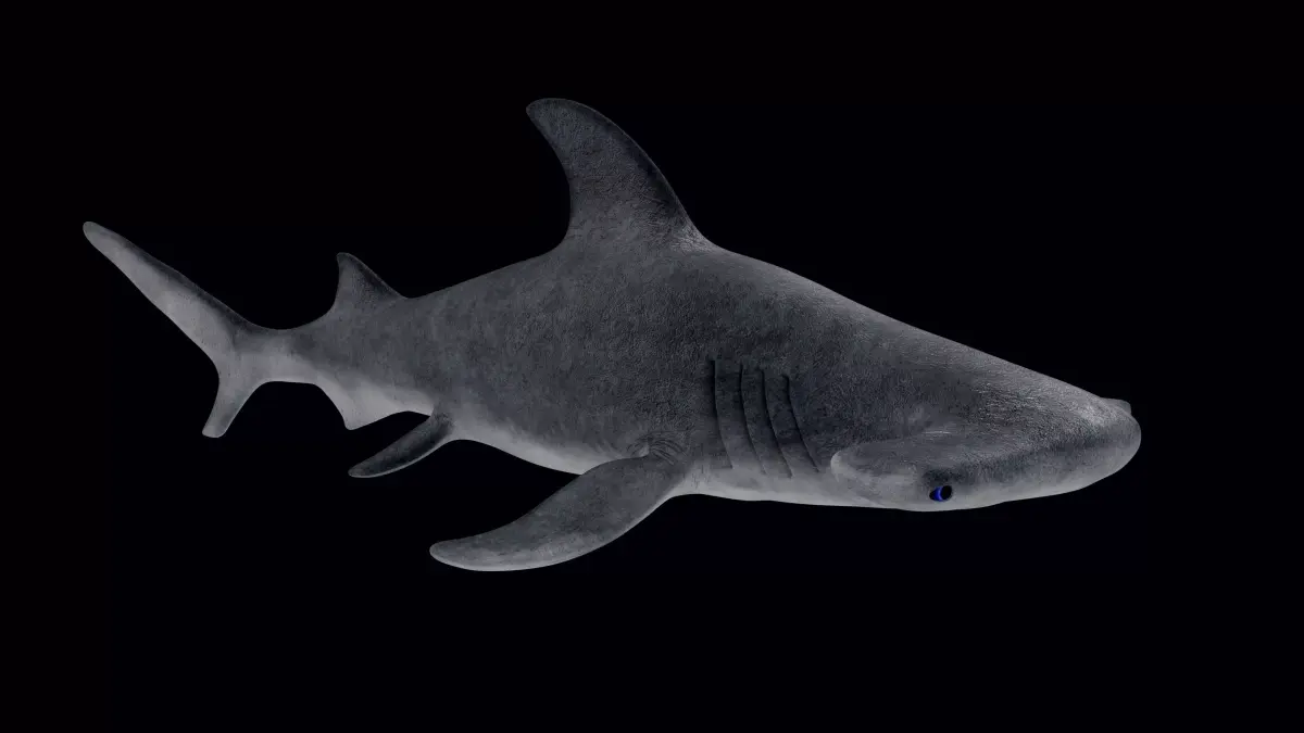 Hammerhead Shark Low-poly 3D model 5