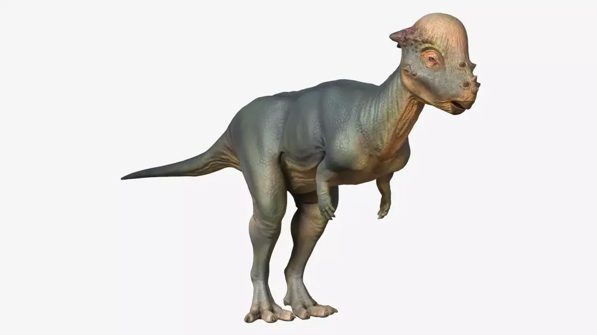 Pachycephalosaurus dinosaur Low-poly 3D model purchase