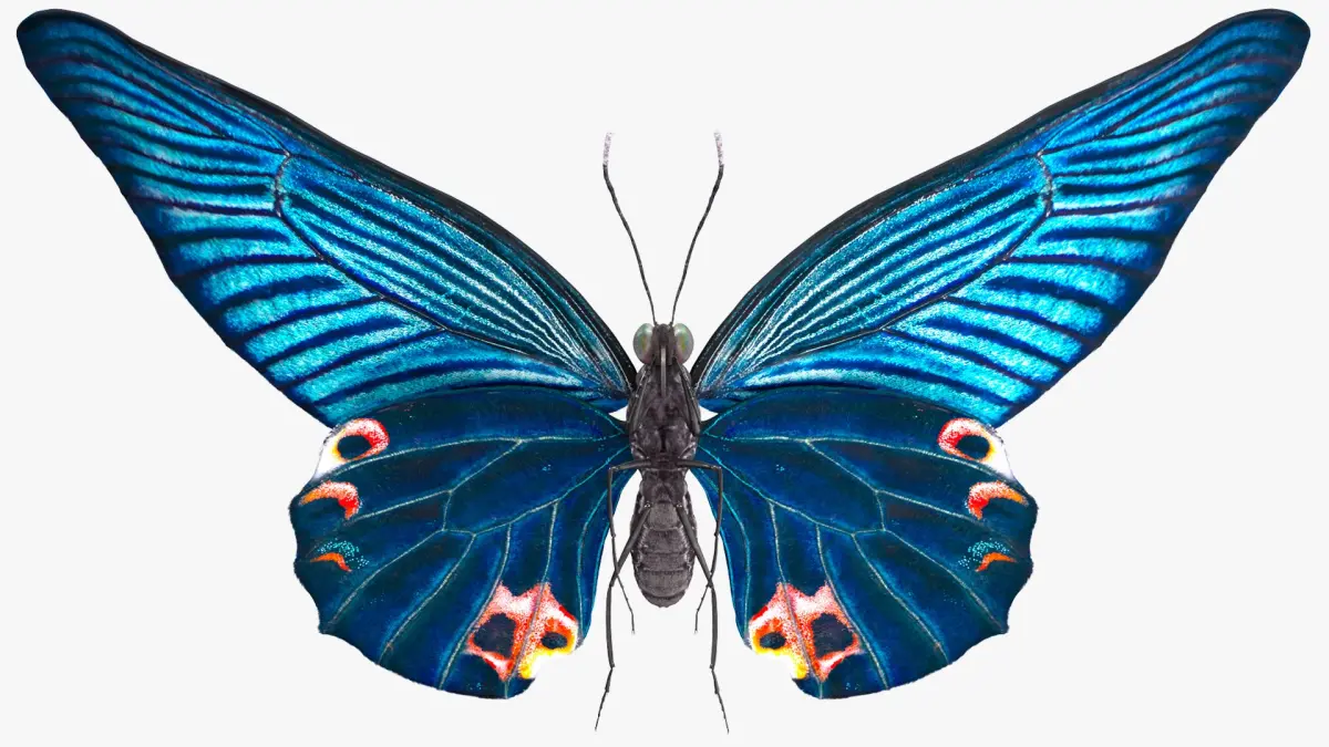 Animated Papilio Butterfly Flapping Wings Rigged for Cinema 4D 3D model