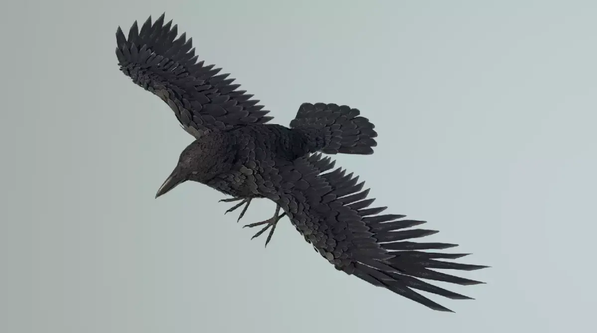 Raven Black Crow Rigged Low-poly 3D model