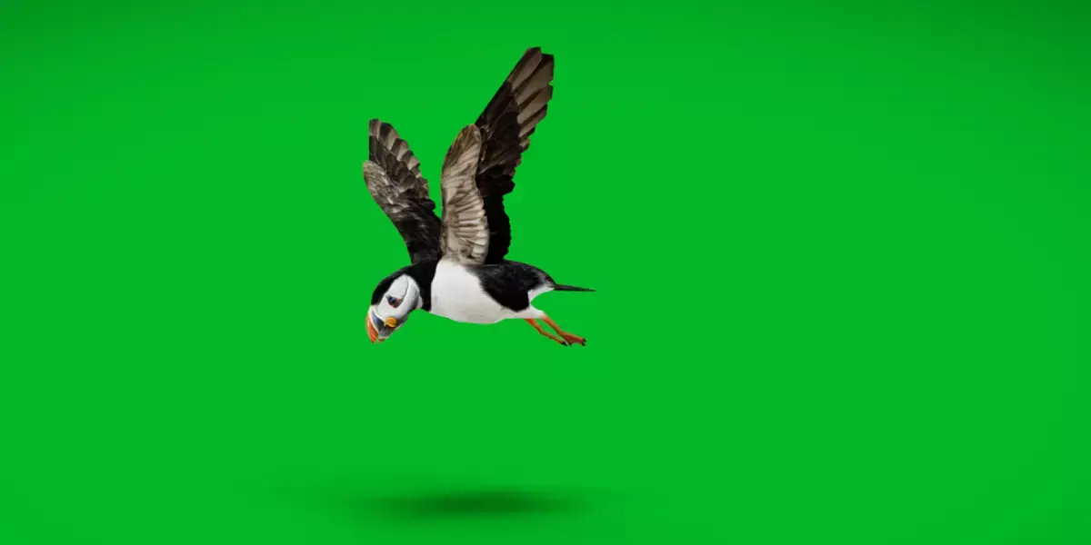 Atlantic Puffin Seabird Low-poly 3D model purchase