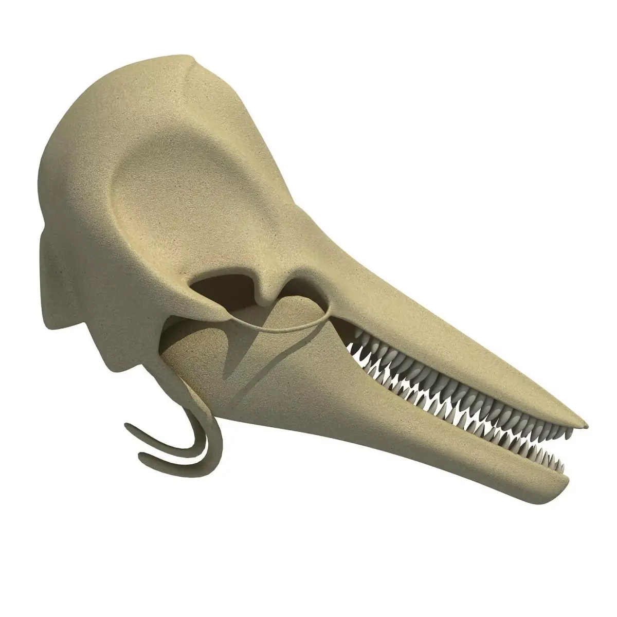 Realistic Dolphin Skull 3D model