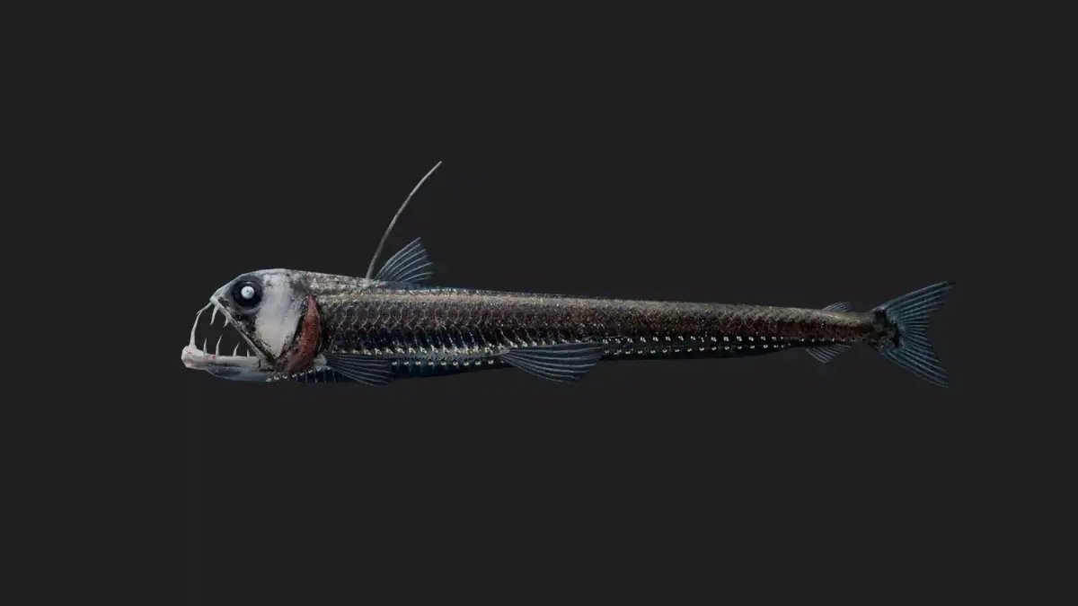 Viperfish Low-poly 3D model
