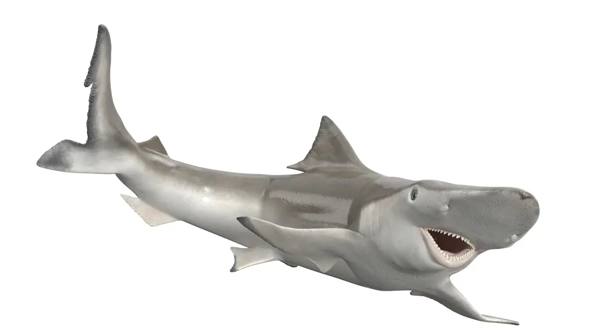 Realistic Spadenose Shark Rigged for Cinema 4D 3D model