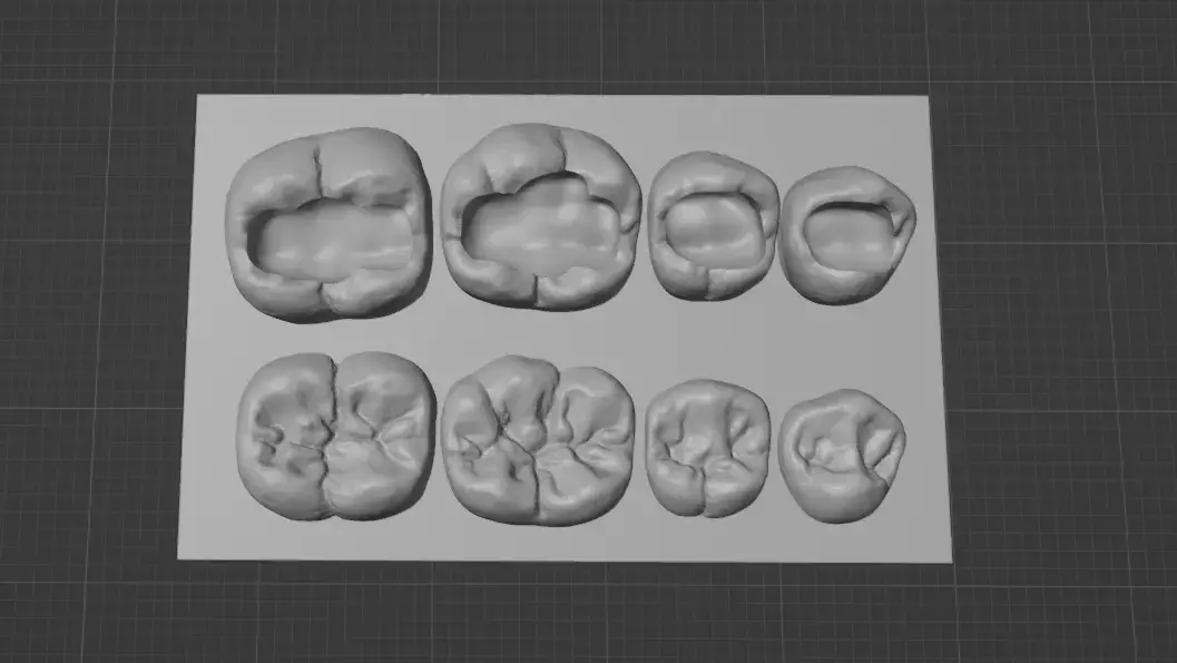 Dental training model of lower teeth 3D model
