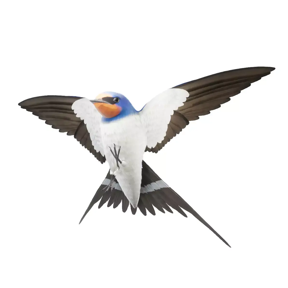 Barn Swallow Hirundo Rustica Low-poly 3D model