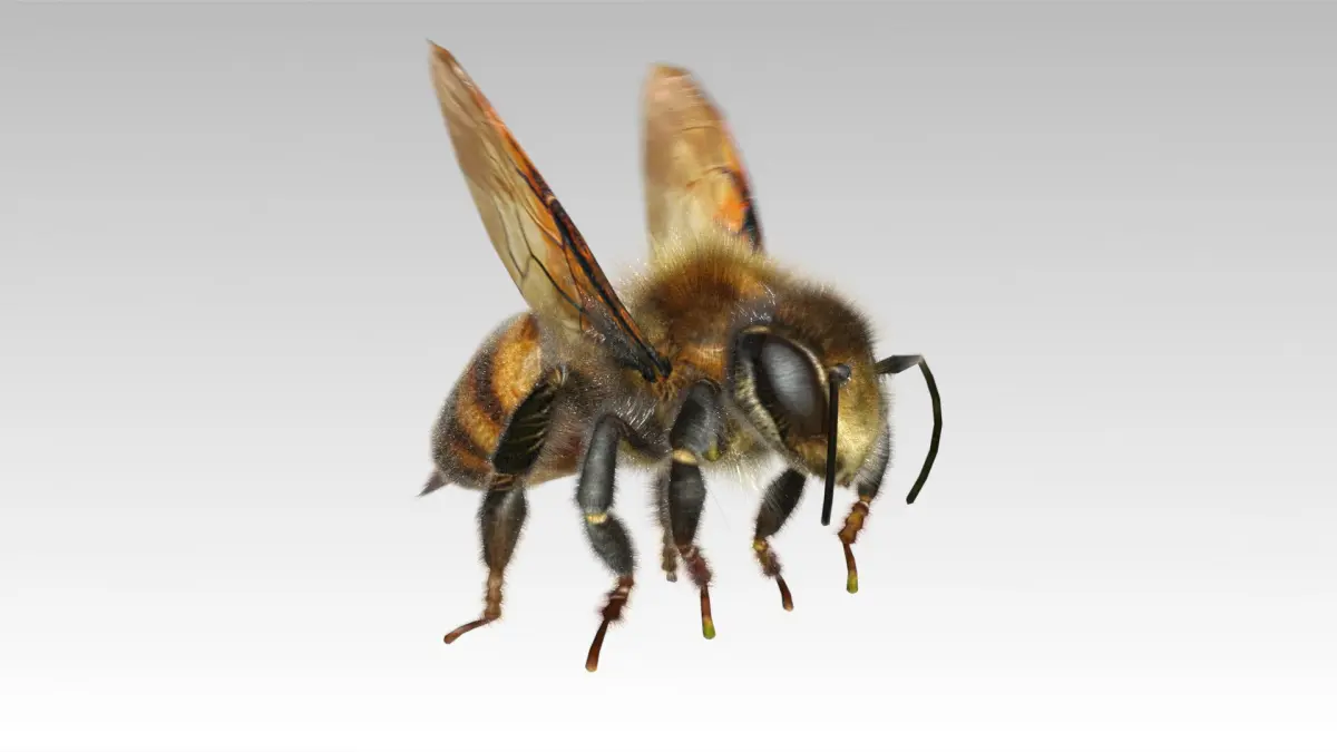 Honey bee Animated 3D model