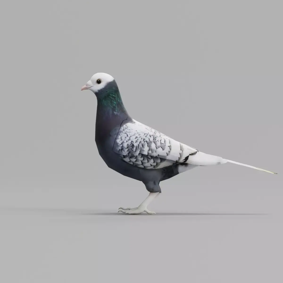 Saxon Monk Pigeon Bird Low-poly 3D model