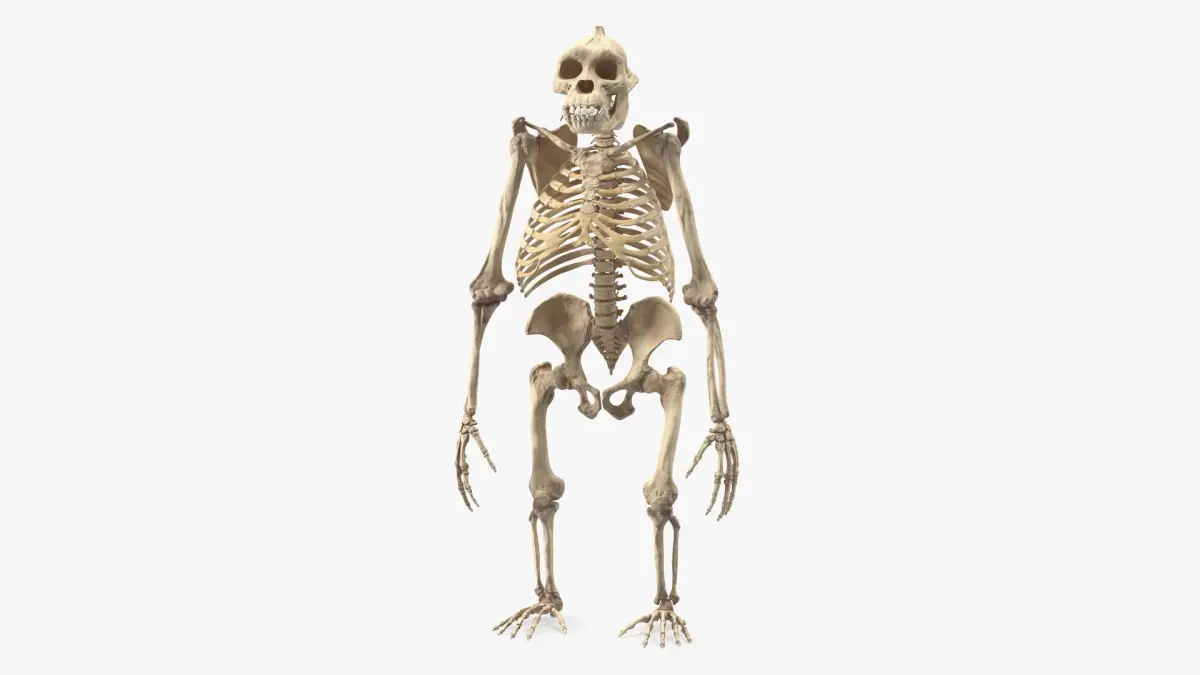 Gorilla Skeleton Bone Structure 3D model