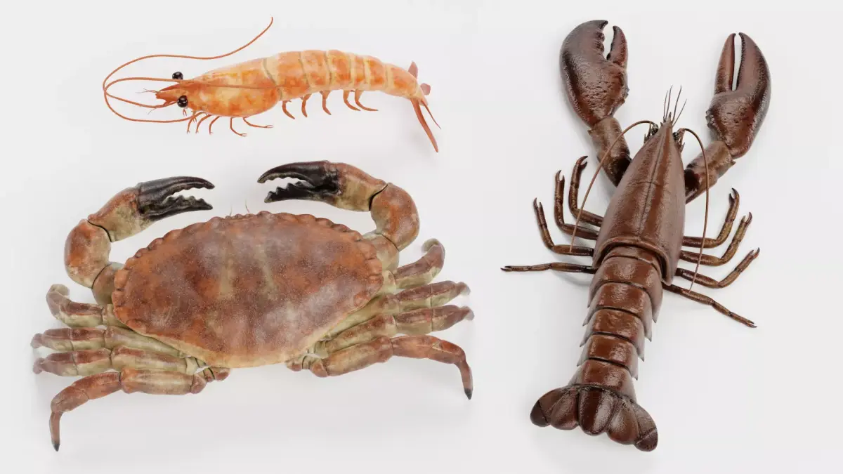 Shrimp Crab Lobster - Crustacean Collection 3D model