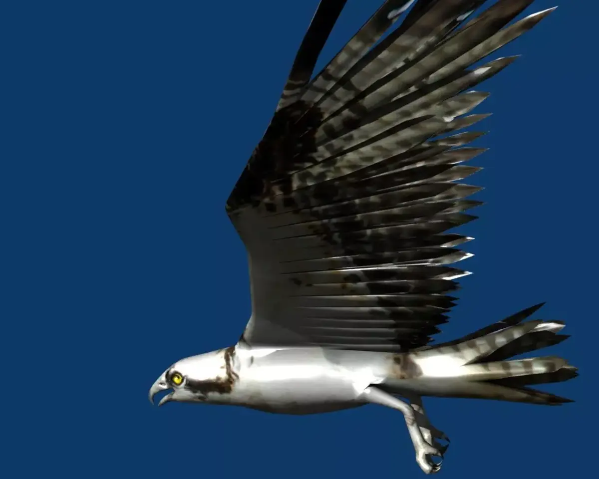 eagle osprey 3D model