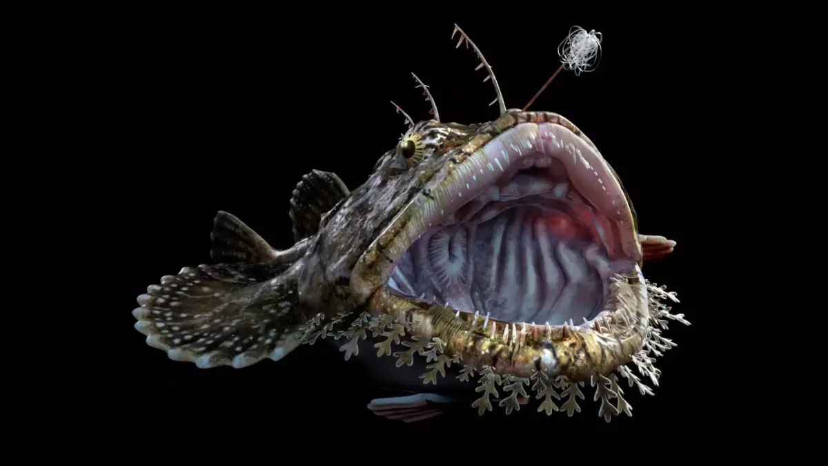 Monkfish Animated 3D model