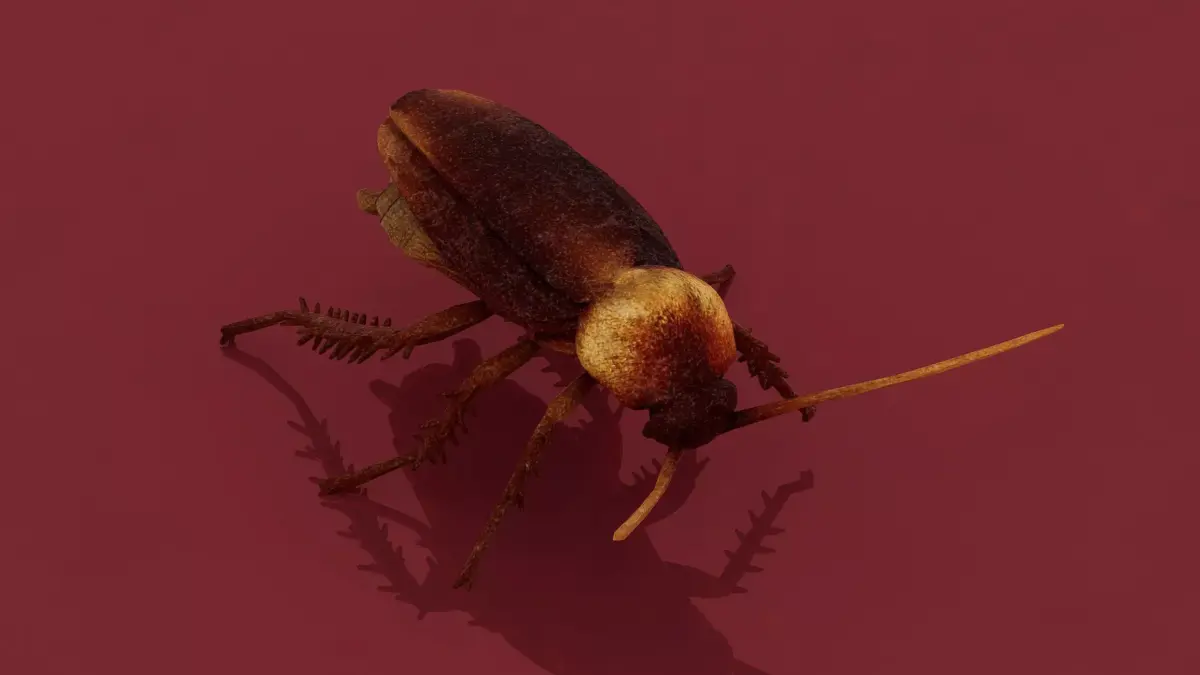 Cockroach Low-poly 3D model