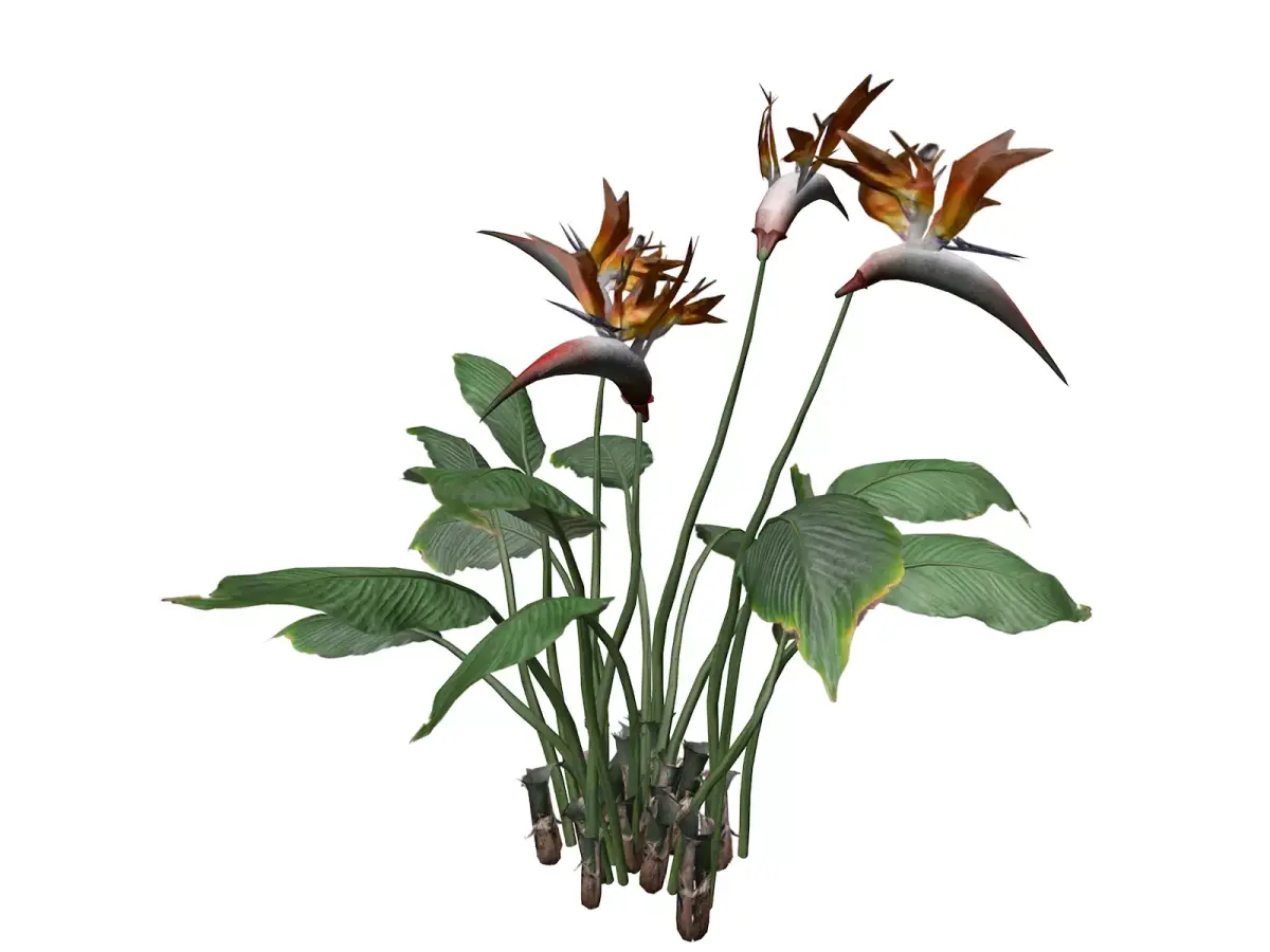 Bird of Paradise Flower - 05 - 3D model